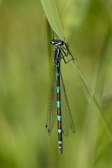David Plant Photography - Wildlife Photography - Variable damselfly - I